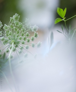 綠色植物壁紙