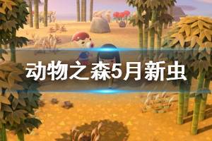 《集合啦動物森友會》5月新蟲有什么 5月新昆蟲一覽